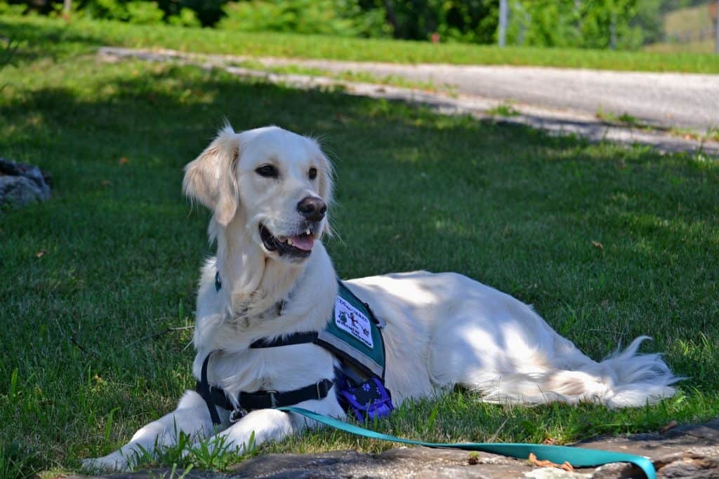 service dog