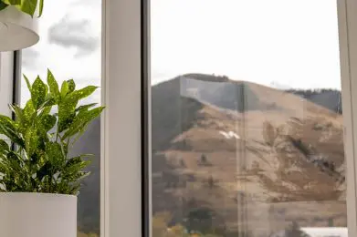 Plants overlooking Mt. Jumbo in Missoula