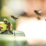 Bees, Bees, Bees!