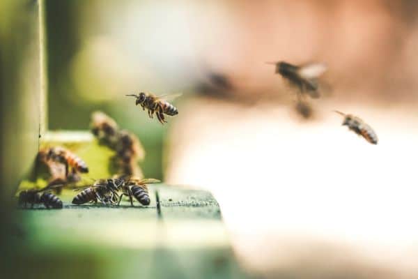 Bees, Bees, Bees!