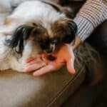 DIY Pet Treats