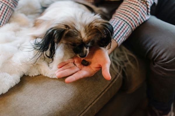 DIY Pet Treats