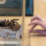 SpectrUM Special Guest: Insectarium 211 SpectrUM Special Guest: Insectarium