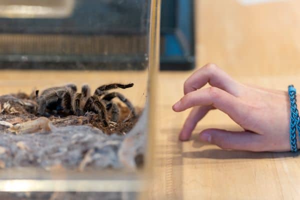 SpectrUM Special Guest: Insectarium 7 SpectrUM Special Guest: Insectarium