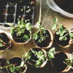 Gardening for Wildlife