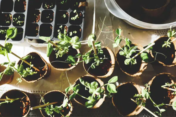 Gardening for Wildlife
