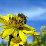 Plant a Pollinator Garden
