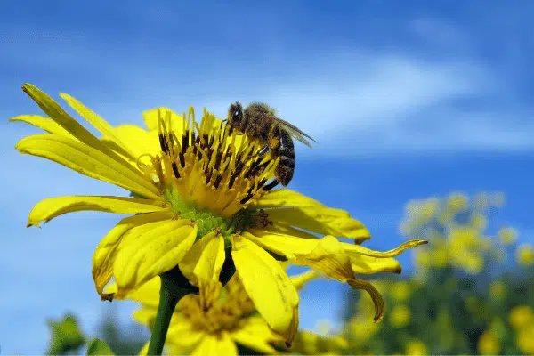 Plant a Pollinator Garden