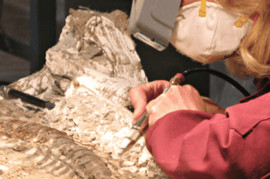 Fossils Rock! Lecture Series