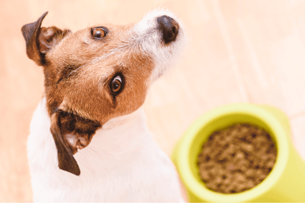 Pet Food and Toy Drive 7 Pet Food and Toy Drive
