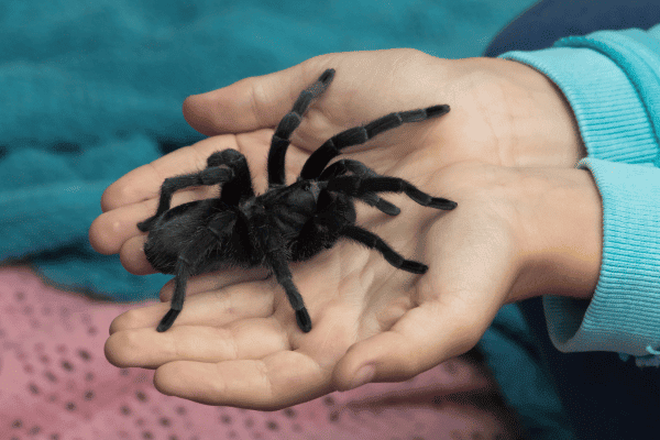 I’m Trying to Love Spiders! with Missoula Butterfly House and Insectarium