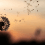 way of the dandelion