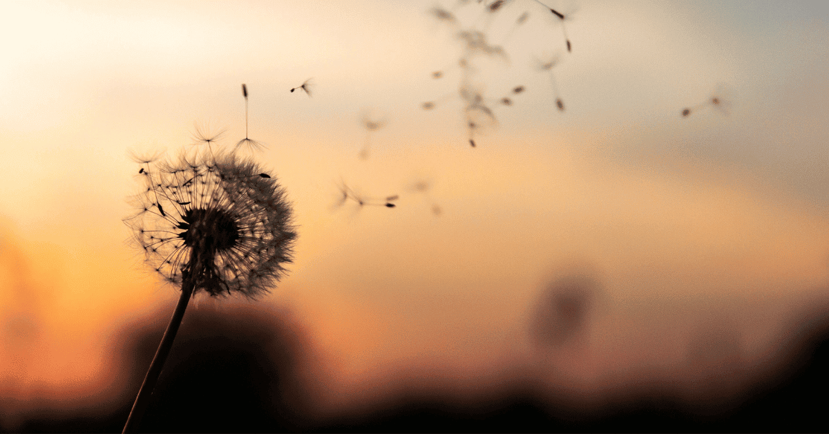 The Way of the Dandelion 89 way of the dandelion