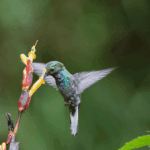 The Science of Hummingbirds