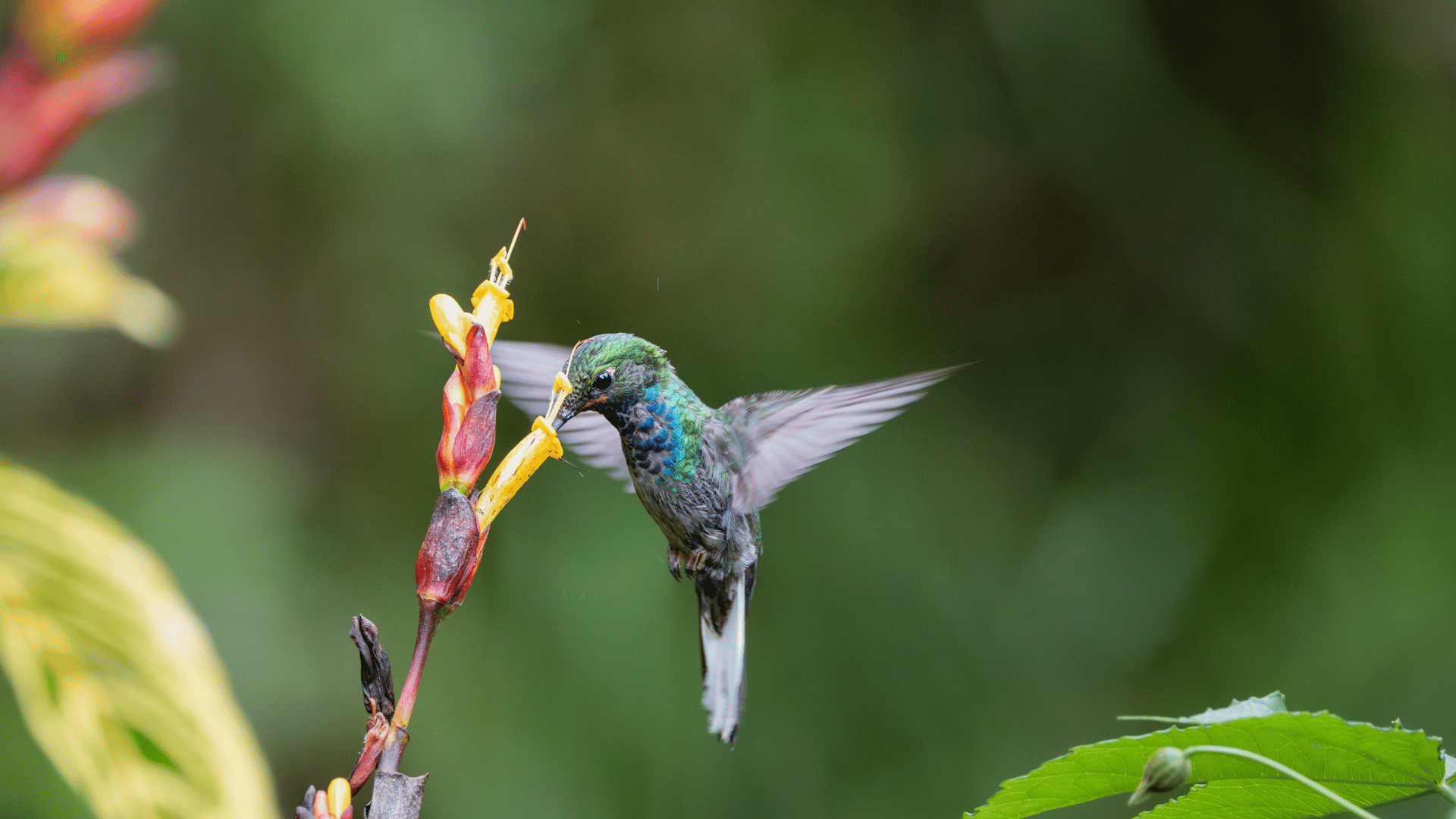 The Science of Hummingbirds