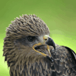 Raptors of the Rockies