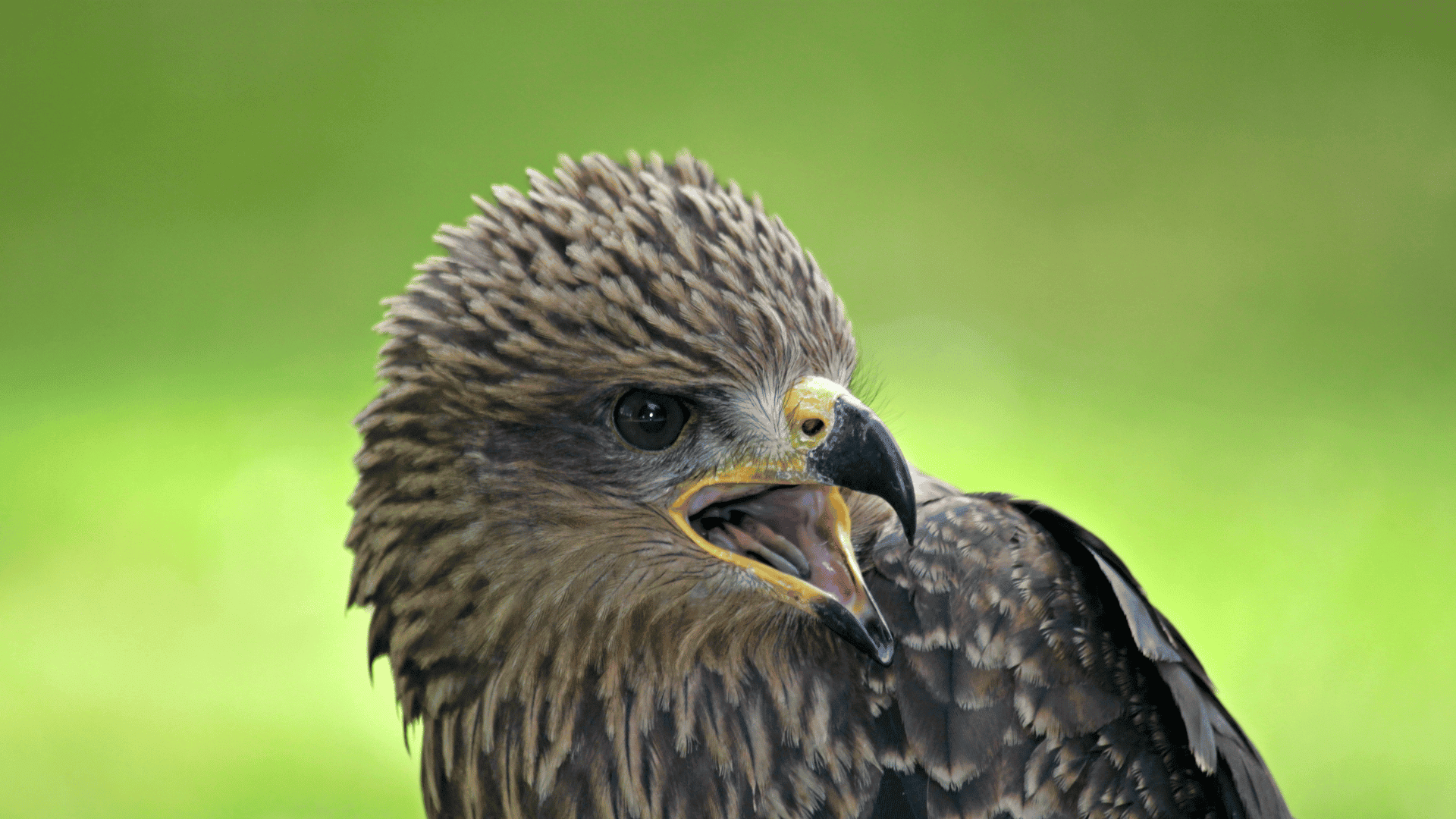 Raptors of the Rockies