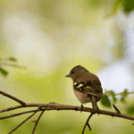 Bird Walk – Bird Watching Basics