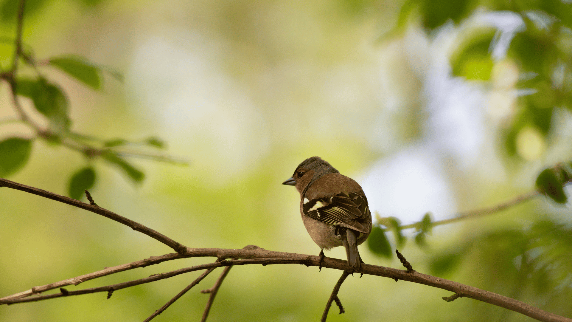 Bird Walk – Bird Watching Basics
