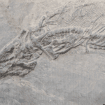 Paleontology: Can You Dig It?