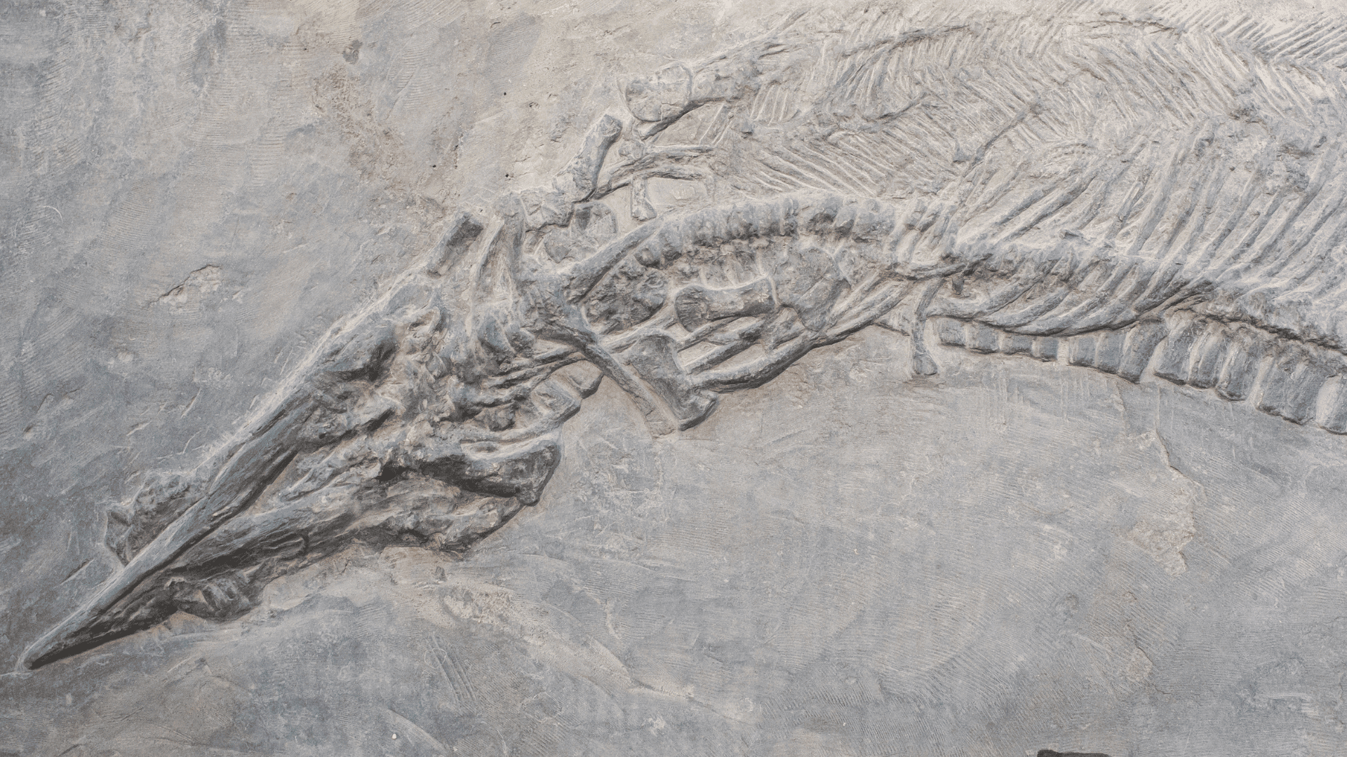 Paleontology: Can You Dig It?